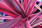 Cordyline Pink Passion