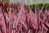 Cordyline Pink Passion