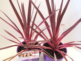 Cordyline Pink Passion