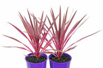 Cordyline Pink Passion