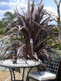 Cordyline australis Cabernett