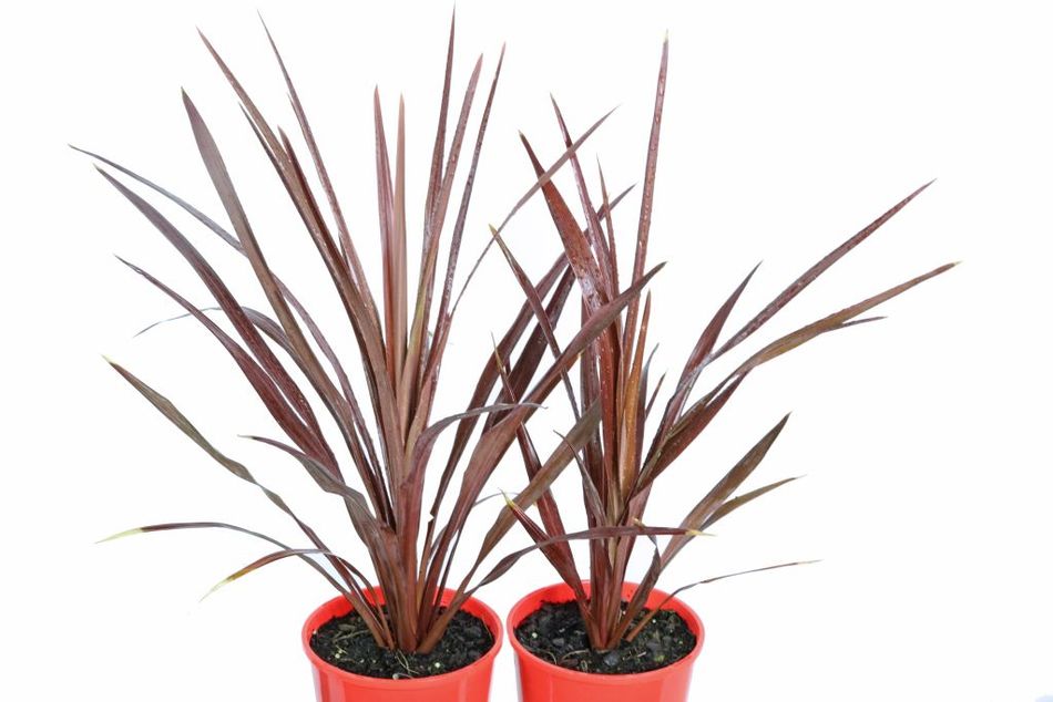 Cordyline australis Cabernett – Greener Garden Supplies