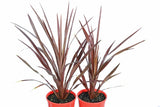 Cordyline australis Cabernett