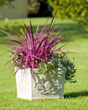 Cordyline banksii Electric Pink