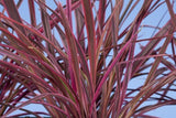 Cordyline banksii Electric Pink