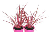 Cordyline banksii Electric Pink