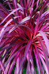 Cordyline banksii x australis Salsa