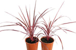 Cordyline banksii x australis Salsa