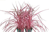 Cordyline banksii x australis Salsa