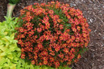 Coreopsis Little Penny