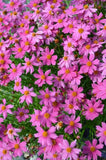 Coreopsis Pink Lady