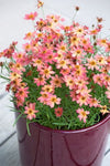 Coreopsis Rum Punch