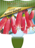 Correa Annies Delight