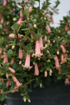 Correa Coral Chimes