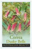 Correa Dusky Bells