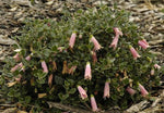 Correa Pink Mist