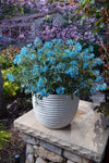 Corydalis Porcelain Blue