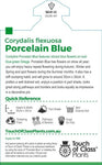 Corydalis Porcelain Blue