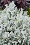 Cotyledon orbiculata Blue Waves