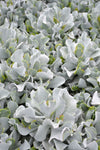 Cotyledon orbiculata Blue Waves