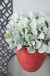 Cotyledon orbiculata Blue Waves