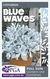 Cotyledon orbiculata Blue Waves