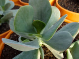 Cotyledon orbiculata Dans Delight