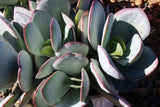 Cotyledon orbiculata Dans Delight