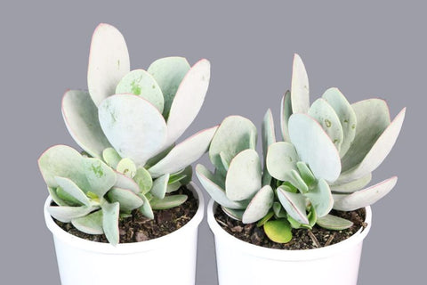 Cotyledon orbiculata Dans Delight