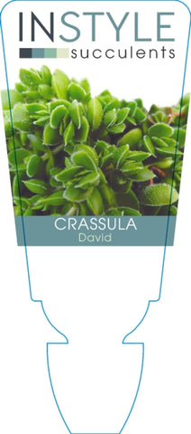 Crassula David