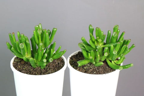 Crassula Gollum