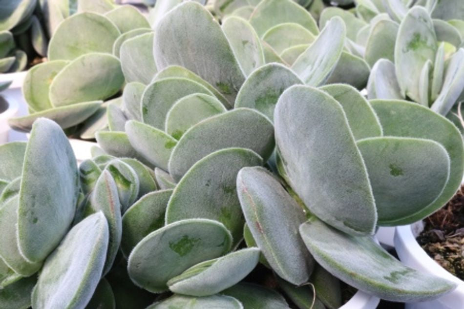 Crassula dubia – Greener Garden Supplies