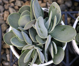 Crassula dubia