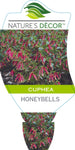 Cuphea Honeybells