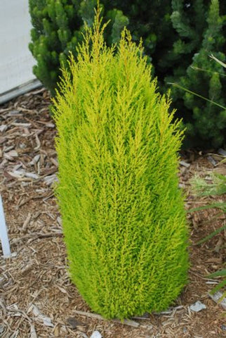 Cupressus Lemon Scent