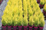 Cupressus Lemon Scent