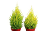 Cupressus Lemon Scent