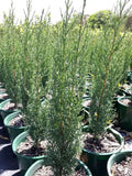 Cupressus sempervirens Glauca