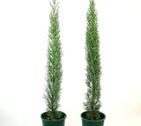 Cupressus sempervirens Glauca