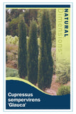 Cupressus sempervirens Glauca