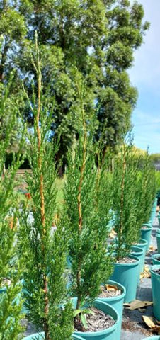 Cupressus sempervirens Stricta