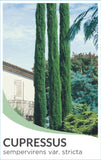 Cupressus sempervirens Stricta