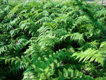 Cyathea cooperi