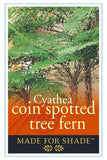 Cyathea cooperi