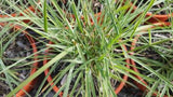 Cymbopogon ambiguus (Tucker Bush Native Lemon Grass)