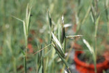 Cymbopogon ambiguus (Tucker Bush Native Lemon Grass)