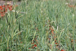 Cymbopogon ambiguus (Tucker Bush Native Lemon Grass)