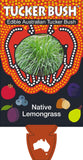 Cymbopogon ambiguus (Tucker Bush Native Lemon Grass)