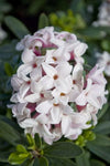 Daphne Eternal Fragrance