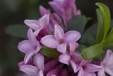 Daphne Spring Pink Eternal Fragrance